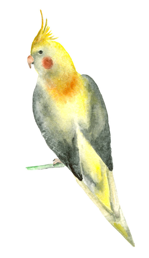 Acquerello uccello pappagallo
 - Foto, immagini