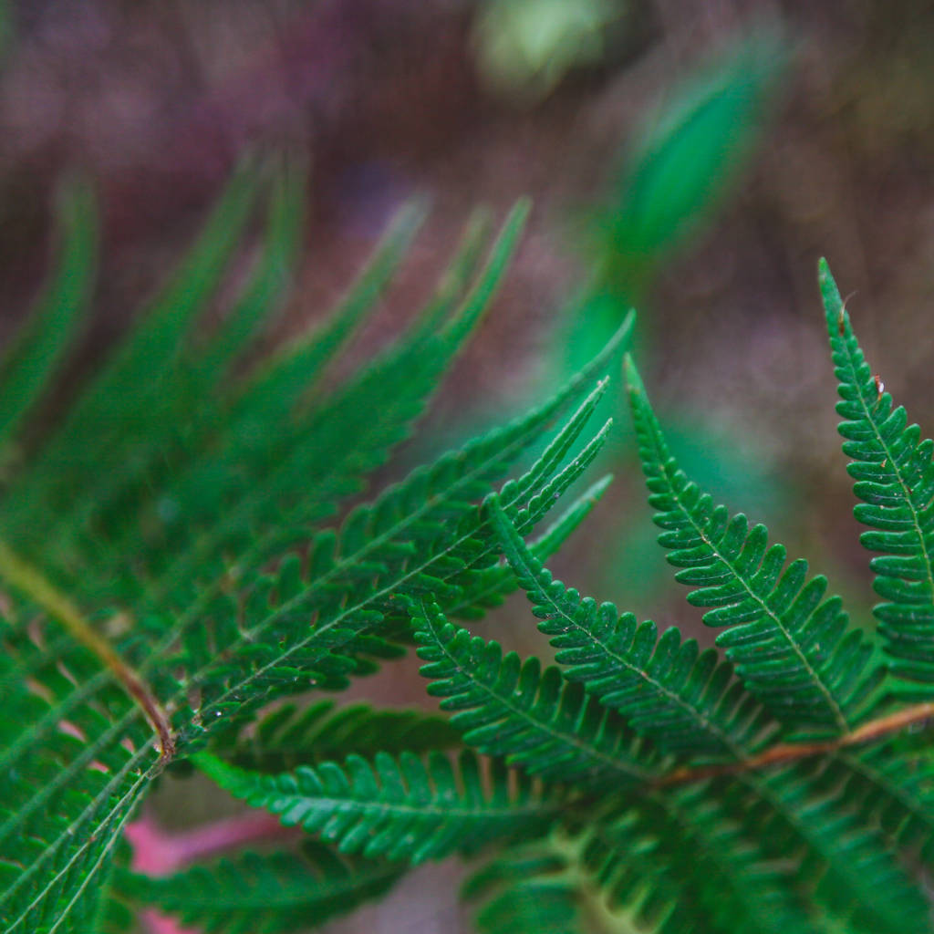 Close-up shot van verse fern vertrekt naar achtergrond - Foto, afbeelding