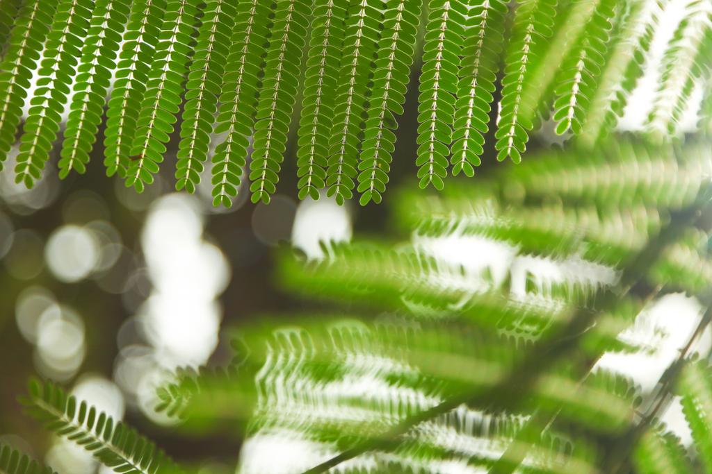 背景の葉の緑色のシダのクローズ アップ ショット - 写真・画像