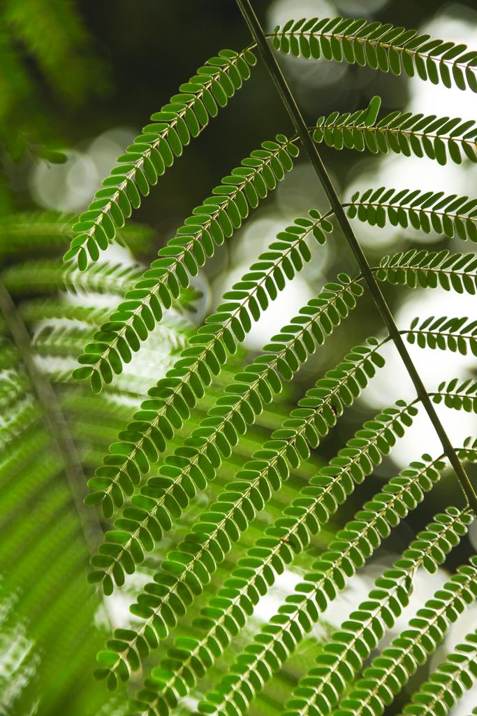 close-up shot of beautiful fern leaves for background - Photo, Image