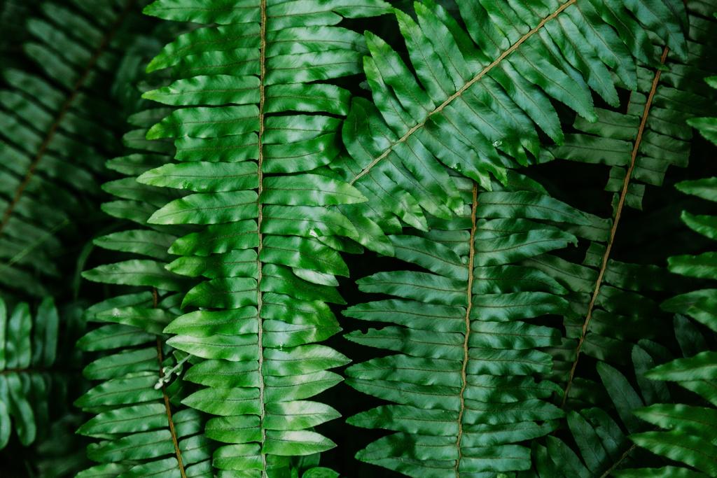 plano de primer plano de las hojas de helecho de fondo
 - Foto, Imagen