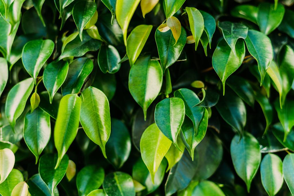 Nahaufnahme schöner Ficusblätter als Hintergrund - Foto, Bild