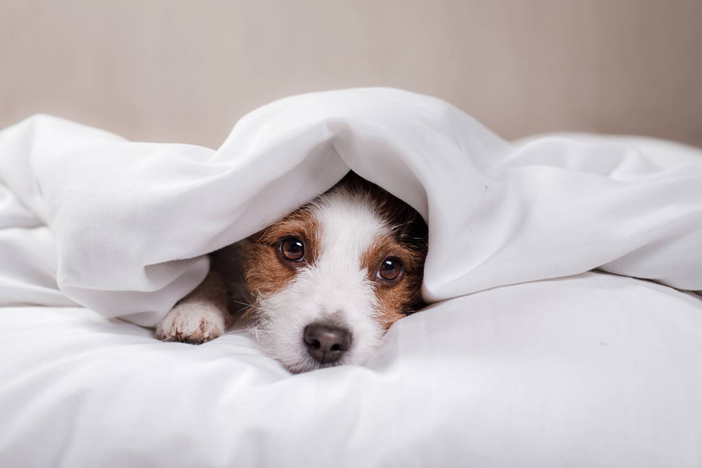 Pies Jack Russell Terrier leżąc w łóżku - Zdjęcie, obraz