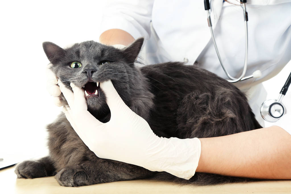 Слідчим кішка ветеринар
 - Фото, зображення
