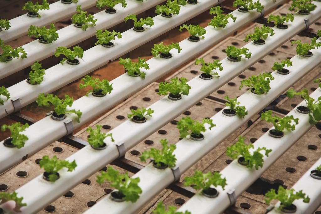 крупним планом знімок рядів салату, що культивують в теплиці
 - Фото, зображення