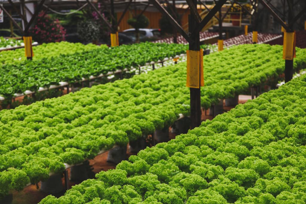 rows of fresh green lettuce growing at indoors plantation - Photo, Image