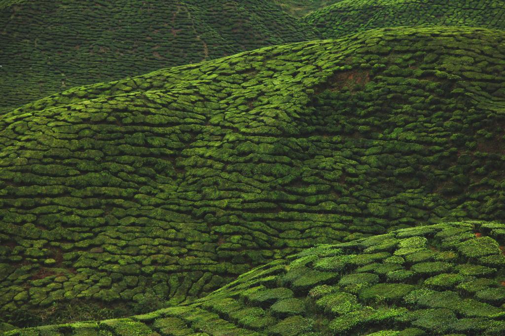 vista aérea de la plantación de té verde para el fondo
 - Foto, Imagen