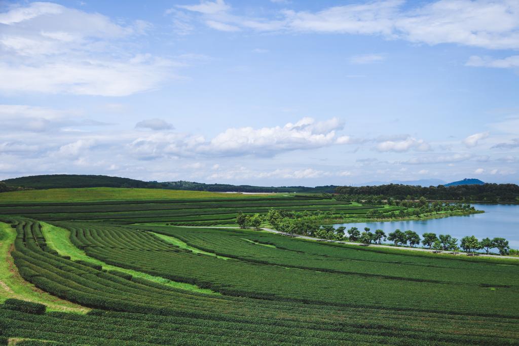 aerial view of green tea plantation and lake on sunny day - Photo, Image