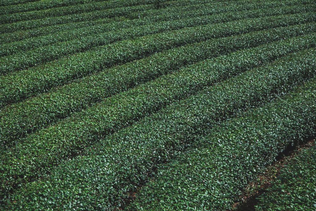 rijen van groene thee plantage voor achtergrond - Foto, afbeelding