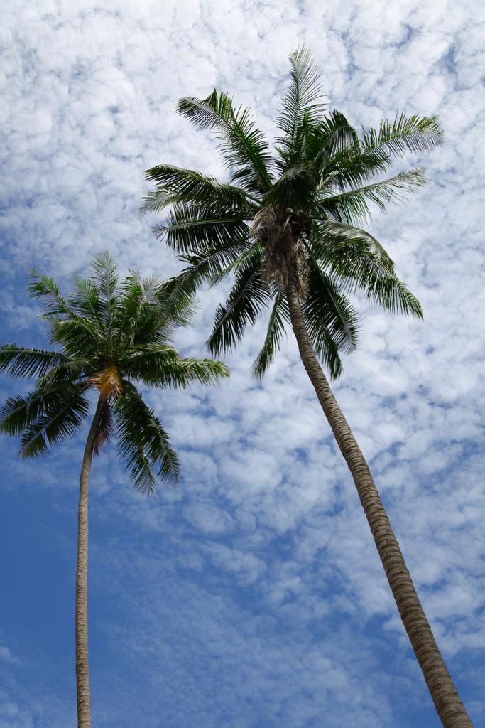 bottom view of palm trees in front of cloudy sky - Photo, Image