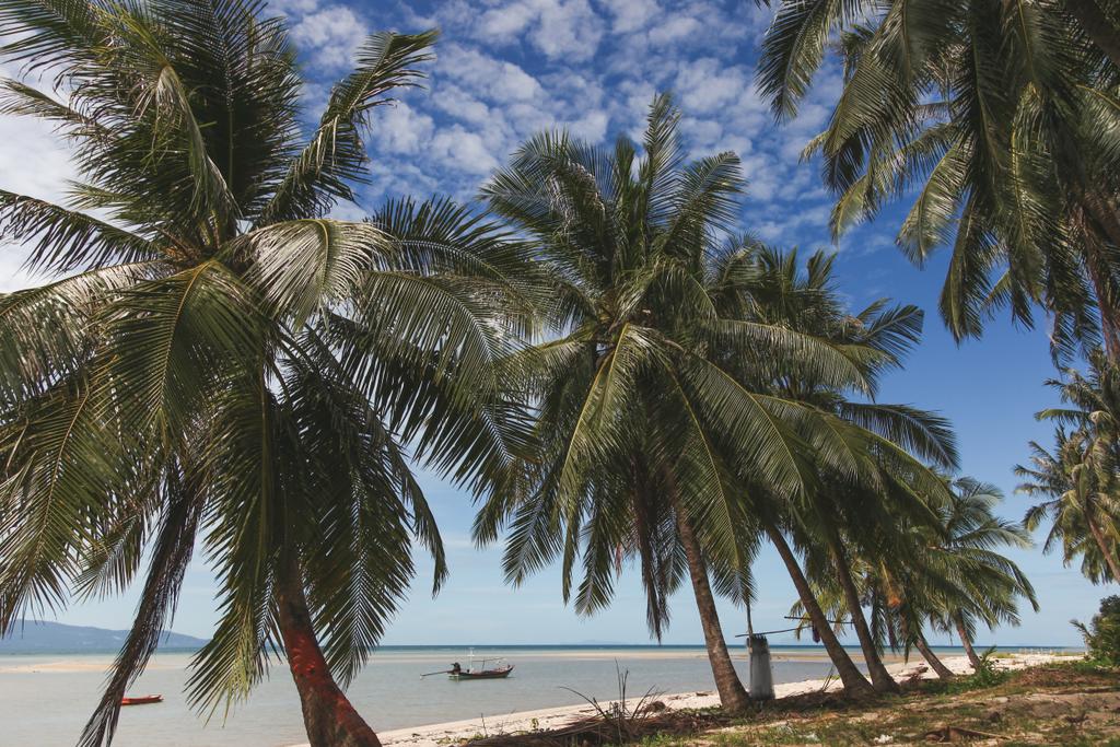 hermosas palmeras creciendo en la orilla del mar con barcos de pescadores flotando en el agua en el fondo
 - Foto, imagen
