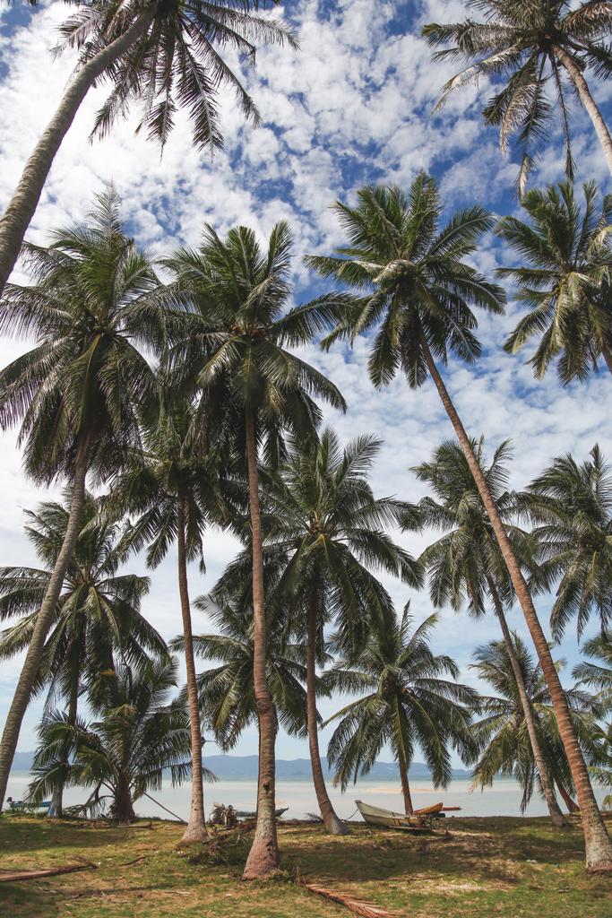 晴れた日に熱帯の海岸で美しいヤシの木 ロイヤリティフリー写真 画像素材