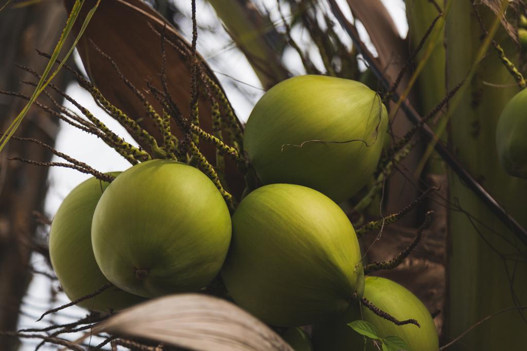 Zweig frischer grüner Kokosnüsse wächst auf Palme - Foto, Bild