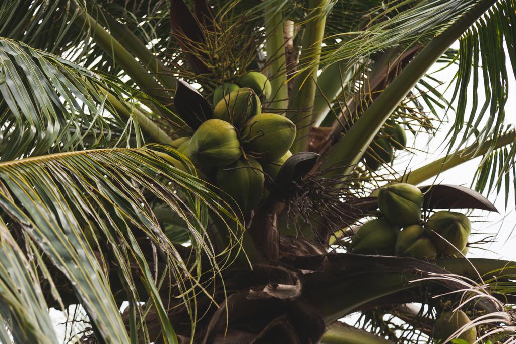 pohja näkymä haara tuoreita vihreitä kookospähkinöitä kasvaa palmuja
 - Valokuva, kuva