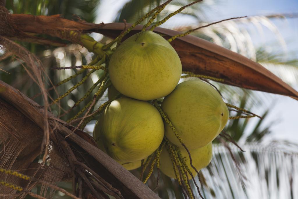 branch of delicious coconuts growing on palm tree - Photo, Image