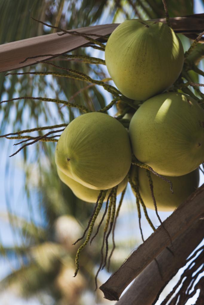 pobočka čerstvé kokosové ořechy pěstování na Palmu - Fotografie, Obrázek