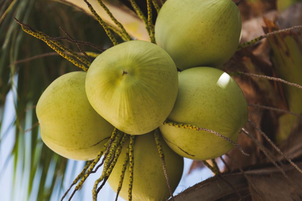 Крупный план ветви свежих зеленых кокосов, растущих на пальме
 - Фото, изображение