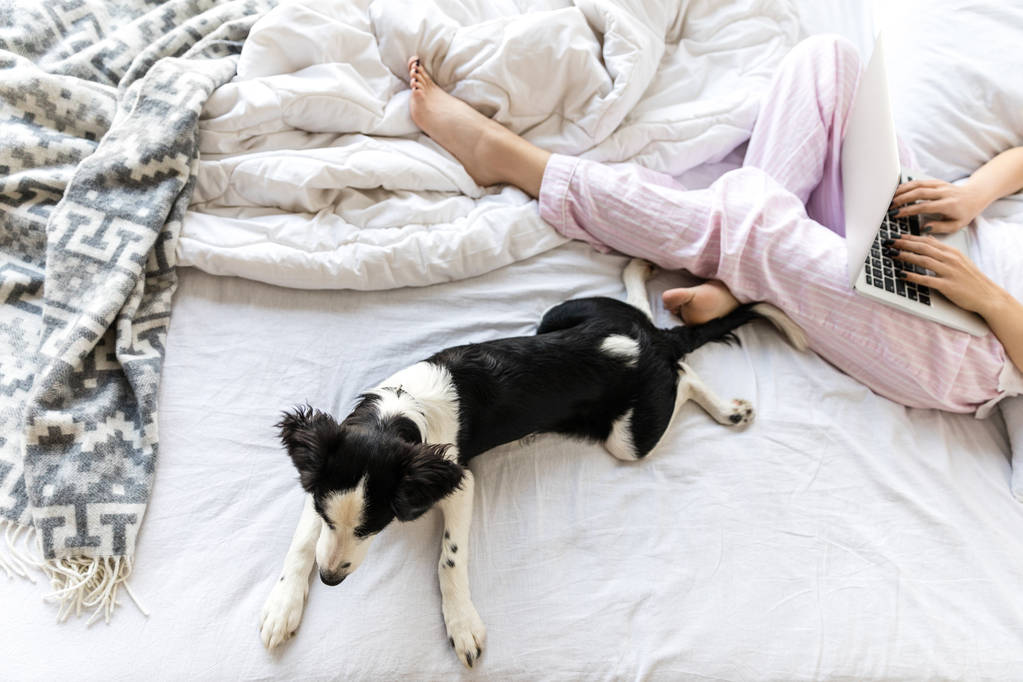 enfoque selectivo de lindo cachorro blanco y negro acostado en la cama cerca de la mujer con el ordenador portátil
 - Foto, imagen