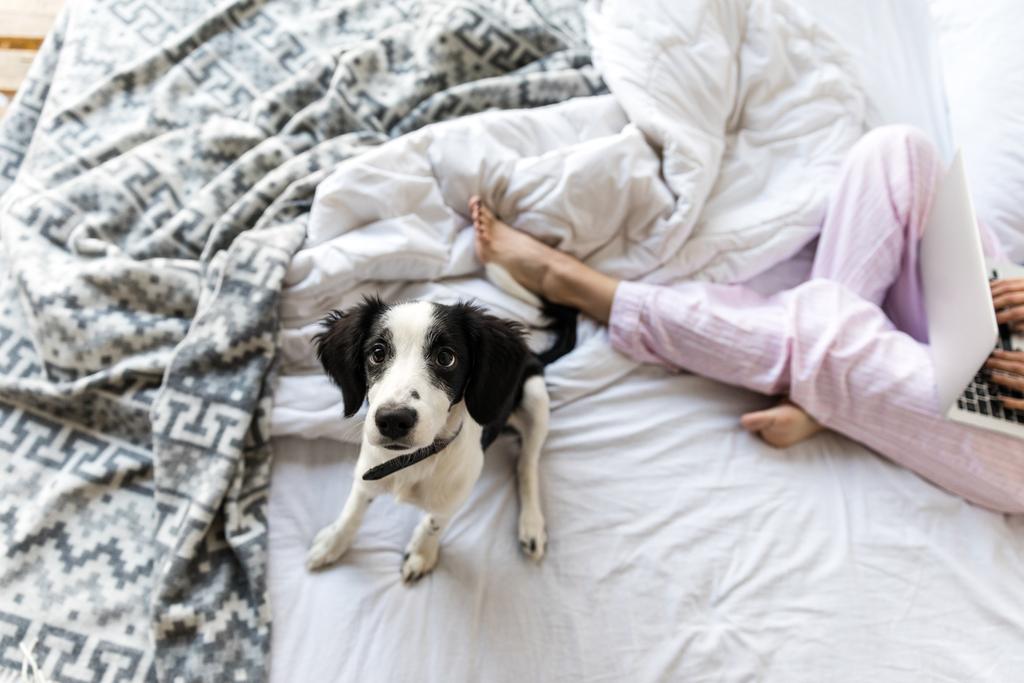 селективное внимание милый черно-белый щенок сидит на кровати рядом с женщиной с ноутбуком
 - Фото, изображение