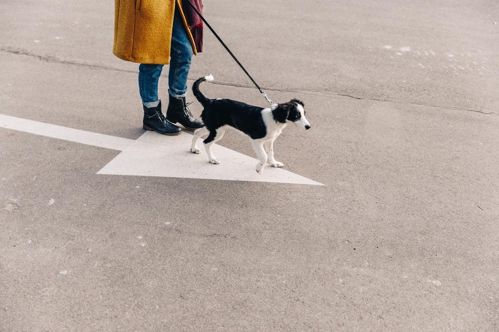 обрезанный снимок женщины, идущей по улице вместе с щенком
 - Фото, изображение