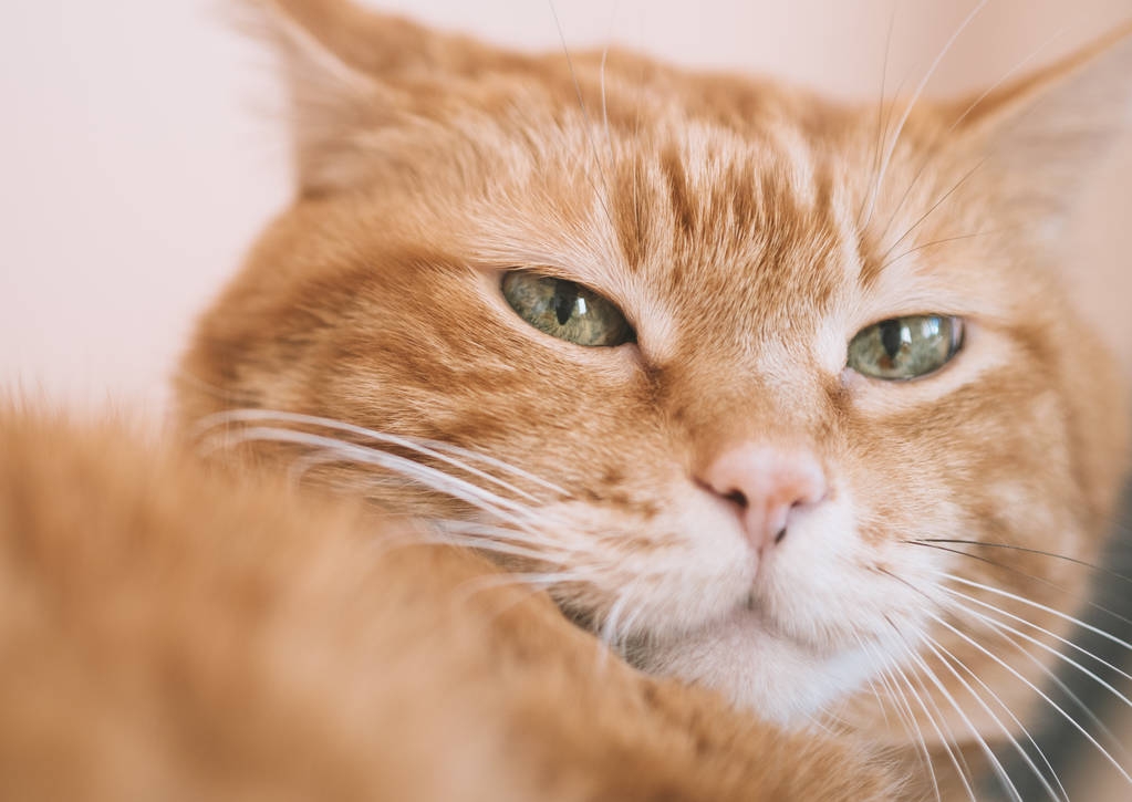 Piękny czerwony kot. Skoncentruj się na oczach. Stonowany kolor. - Zdjęcie, obraz