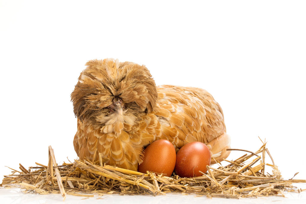 Коричневая курица с яйцом на соломе
 - Фото, изображение