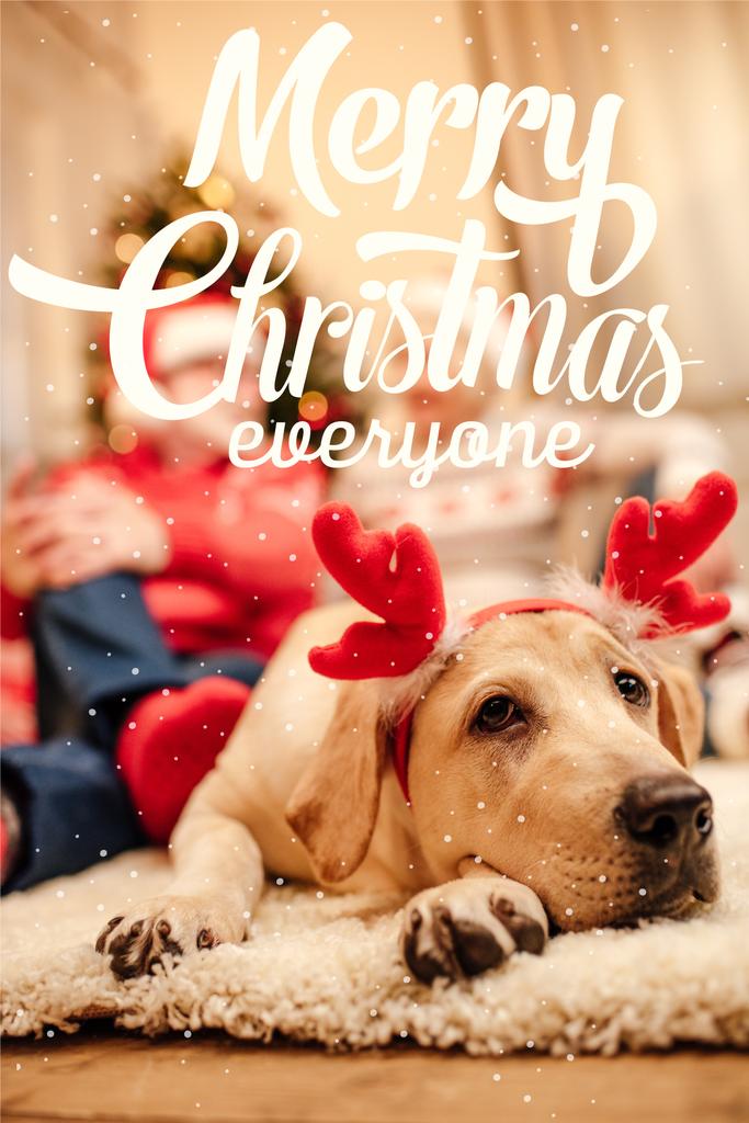 pies z porożem renifera Boże Narodzenie - Zdjęcie, obraz