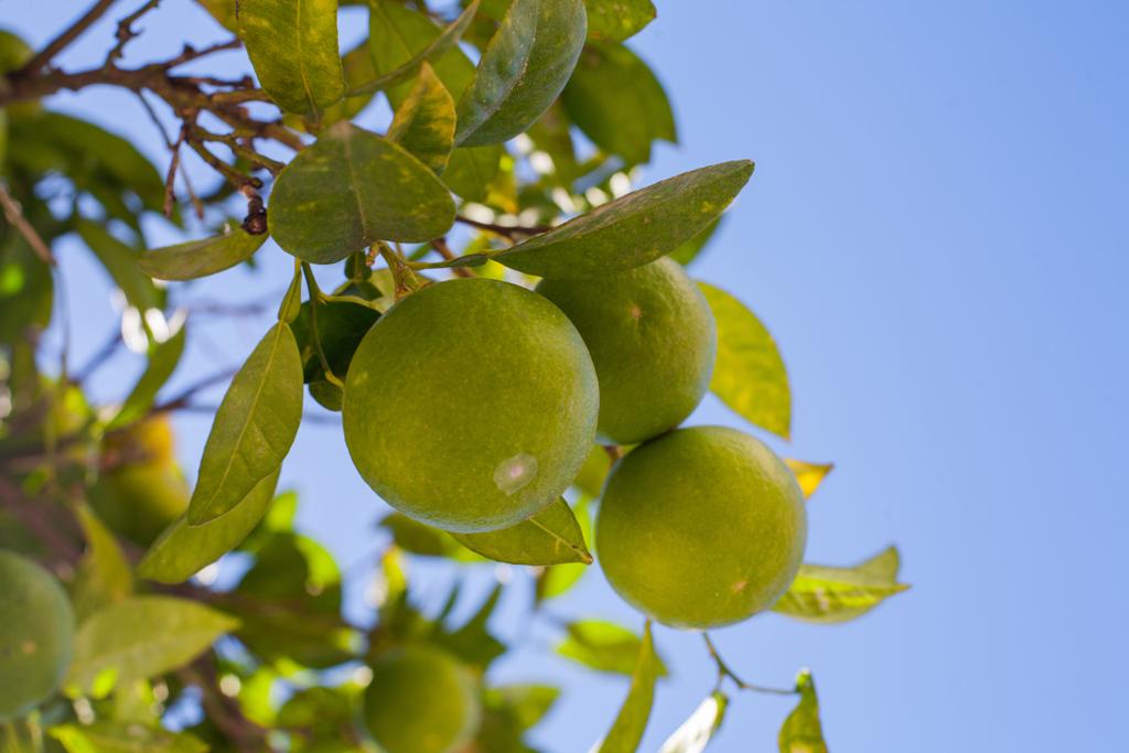 Uva de mandarinas verdes en ramas de árboles
  - Foto, imagen
