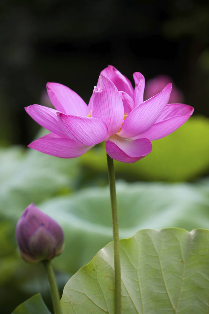 piękny kwiat kwitnąć wiosną na Tajwanie - Zdjęcie, obraz