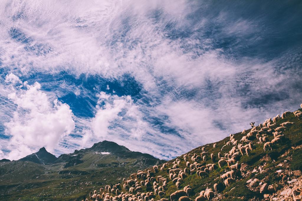 gregge di pecore al pascolo in montagne panoramiche, Himalaya indiano, Passo Rohtang
 - Foto, immagini
