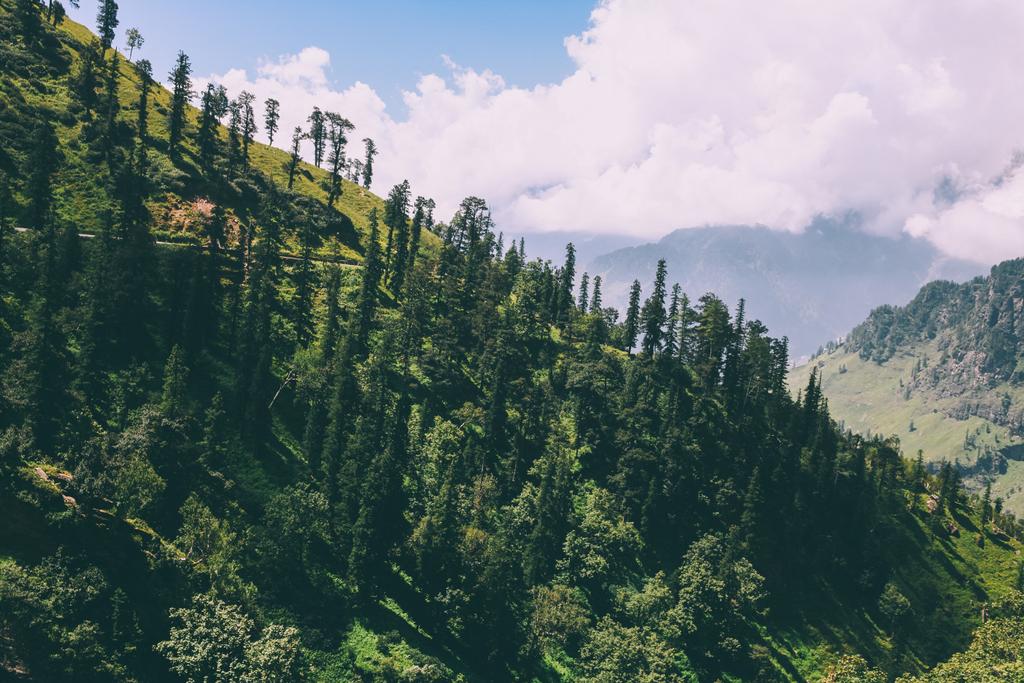 beautiful trees growing in scenic mountains, Indian Himalayas, Rohtang Pass   - Photo, Image