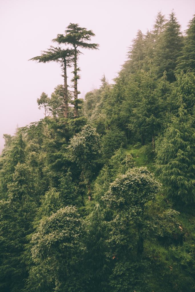 schöne grüne Bäume, die im indischen Himalaya wachsen, dharamsala, baksu - Foto, Bild