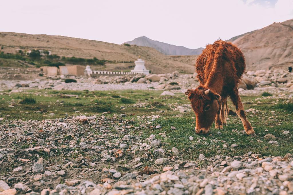 茶色の牛放牧インド ヒマラヤ、ラダック地域の草の上 - 写真・画像