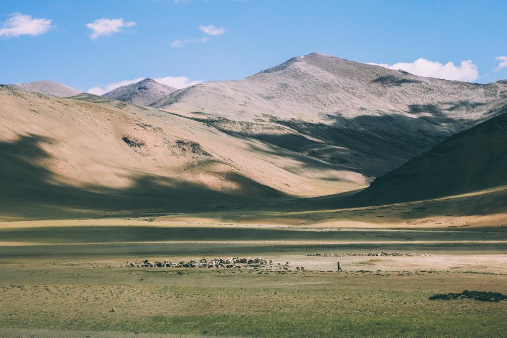 rebaño de ovejas pastando en pastos en montañas rocosas, Himalaya india, Ladakh
 - Foto, imagen