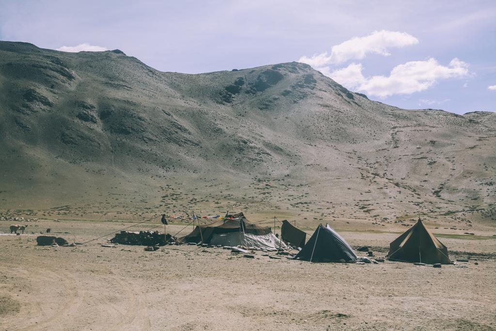 herd of sheep grazing on pasture in rocky mountains and tents, Indian Himalayas, Ladakh - Photo, Image