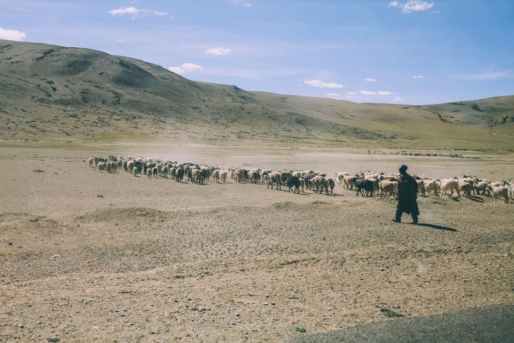 kudde schapen laten grazen op de weide in de rocky mountains, Indiase Himalaya, Ladakh - Foto, afbeelding