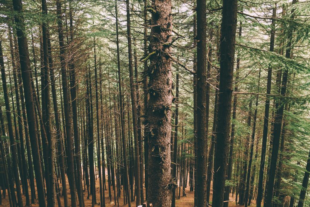 piękne wysokie wiecznie zielone drzewa rosnące w indyjskich Himalajach, Manali - Zdjęcie, obraz
