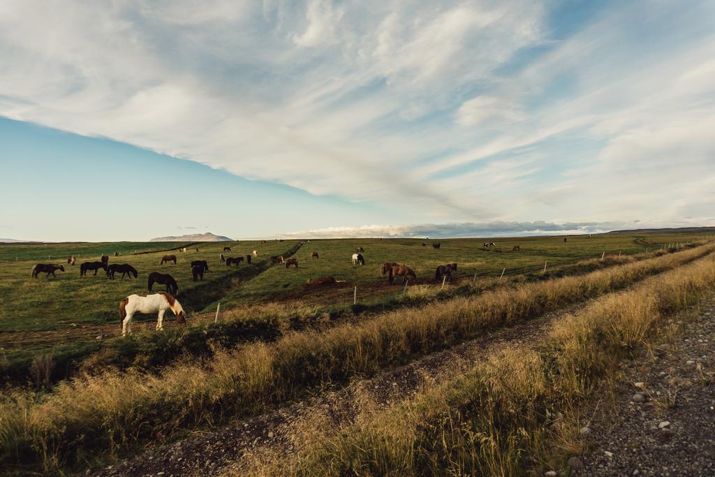 アイスランドの緑の牧草地に放牧の馬  - 写真・画像