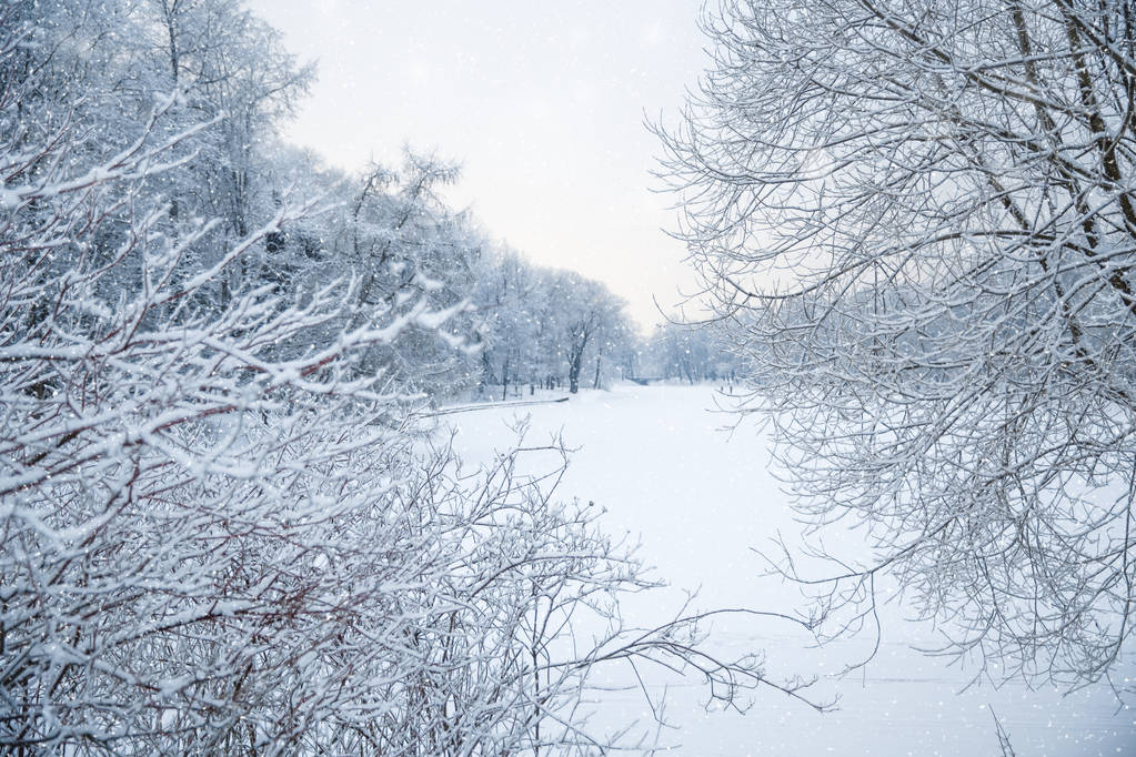 Winter background, landscape. Winter trees in wonderland. Winter scene. Christmas, New Year background - Photo, Image