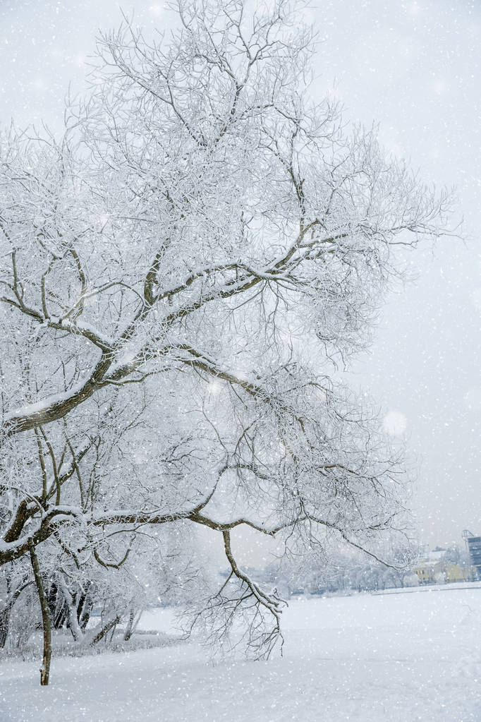 Kış harikalar diyarı sahne arka plan, manzara. Ağaçlar, orman  - Fotoğraf, Görsel