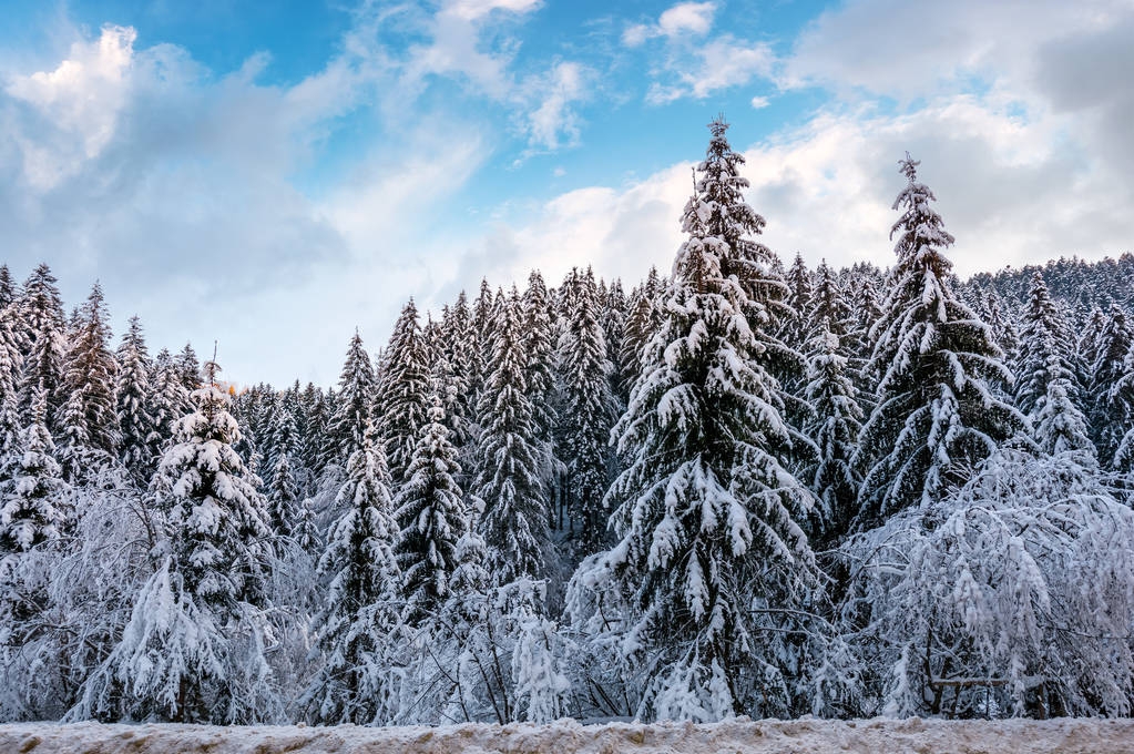 Bosque de abeto cubierto de nieve en invierno
  - Foto, Imagen