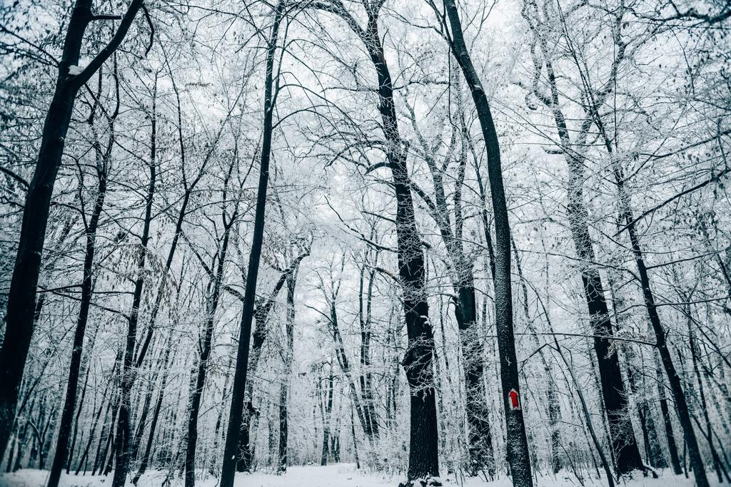 тихий зимний лес под белым облачным небом
 - Фото, изображение