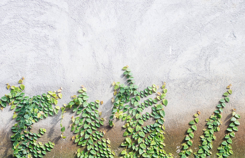 Γκρίζο τσιμεντένιο τοίχο με πράσινα φυτά. Έννοια στοιχεία αρχιτεκτονικής. Κείμενο του χώρου - Φωτογραφία, εικόνα