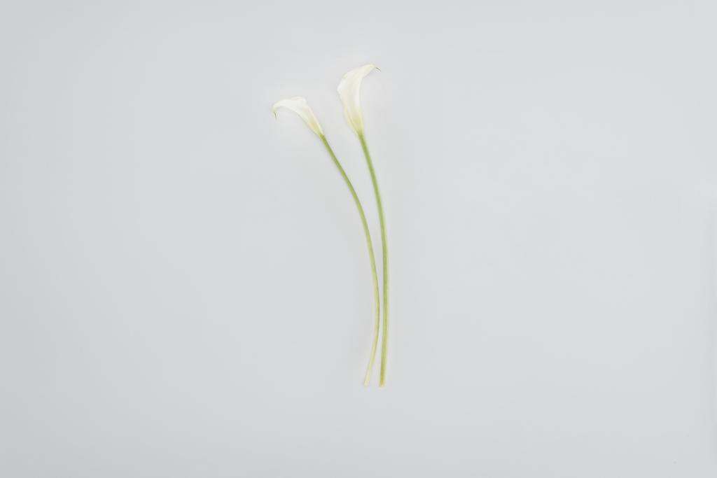 calla lírio flores isoladas em cinza
 - Foto, Imagem