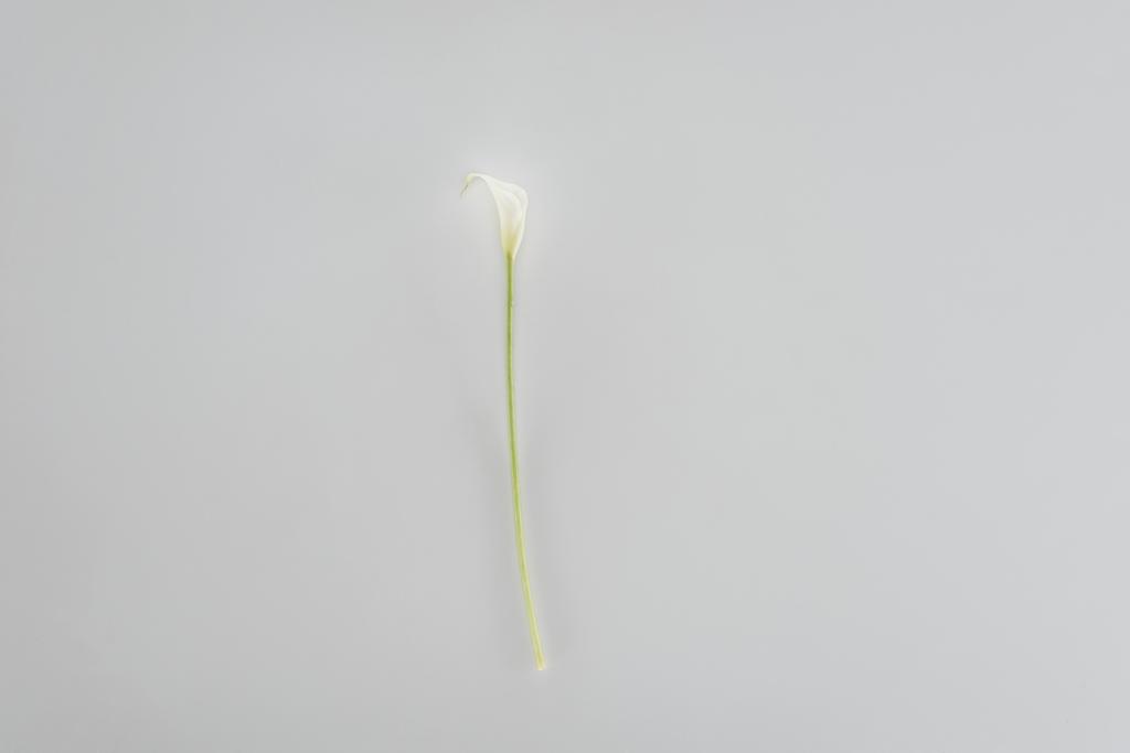 Calla Lelie bloem geïsoleerd op grijs - Foto, afbeelding