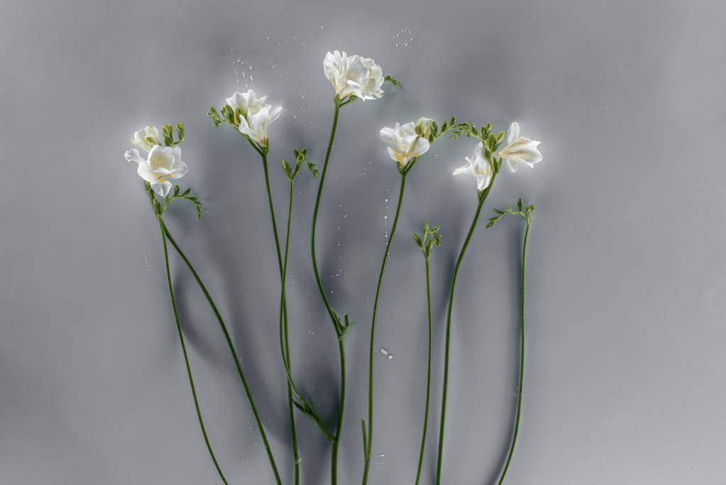 blooming freesia flowers over grey background - Photo, Image