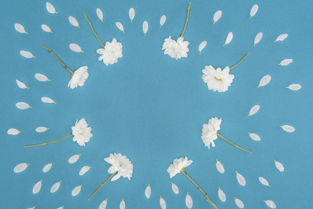 άσπρο χρυσάνθεμο λουλούδια πλαίσιο απομονώνονται σε μπλε - Φωτογραφία, εικόνα