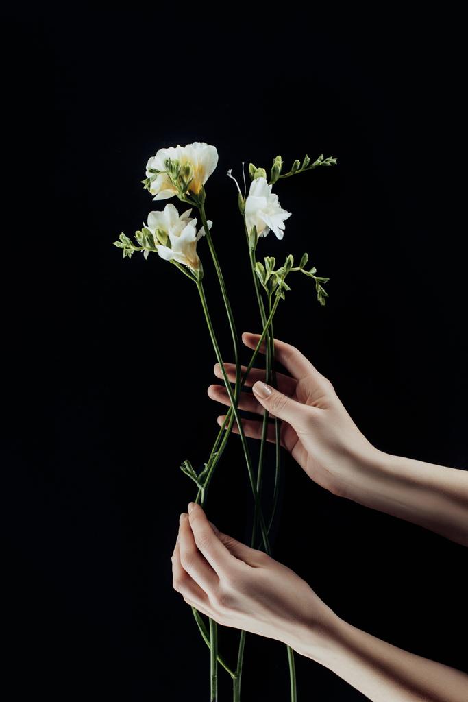 フリージアの花を黒の分離と女性の手のトリミングされた画像 - 写真・画像