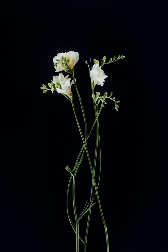 hermosas flores de freesia con tallos aislados en negro
 - Foto, Imagen