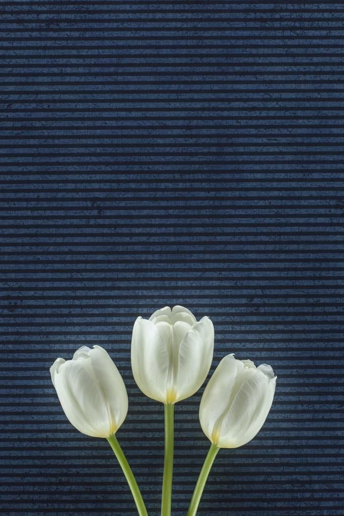 pályázati tulipán virág meztelen háttér felett - Fotó, kép